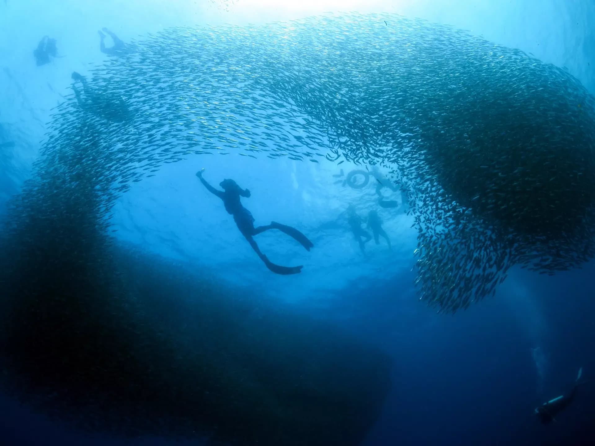 Discover Cruelty-Free Scuba Travel Experiences Worldwide